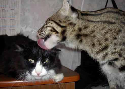 国足平均传球长度趋势分析，足球比赛传球次数统计